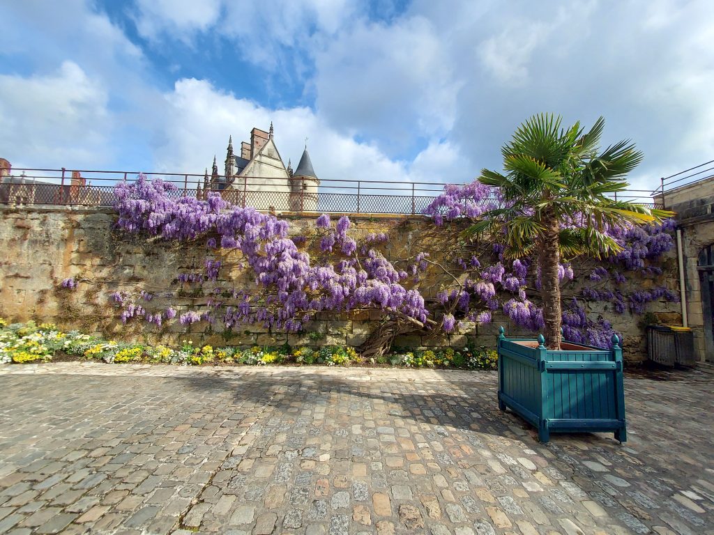 Glycine du Château d'Amboise